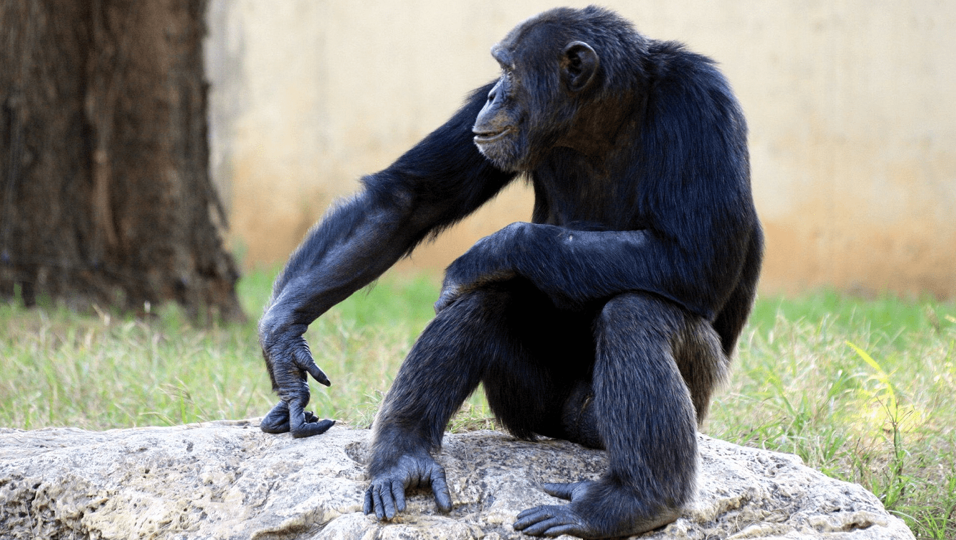 Šimpanz, chov zvířat